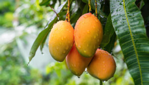 Read more about the article Boost Your Immunity and Energy Levels with the Amazing Benefits of Mango